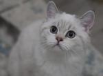 Rocky - Scottish Straight Cat For Sale - Levittown&comma; PA&comma; US