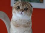 Petunia - Scottish Fold Cat For Sale - Levittown&comma; PA&comma; US
