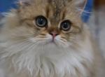 Wilson - Scottish Straight Cat For Sale - Levittown&comma; PA&comma; US