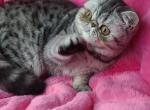 Walkeryie - Exotic Cat For Sale - Lemont&comma; IL&comma; US