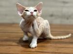 Stella - Devon Rex Cat For Sale - Philadelphia&comma; PA&comma; US