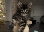 Sally - Maine Coon Cat For Sale - Hollywood&comma; FL&comma; US