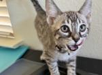 Orion - Bengal Cat For Sale - Carrollton&comma; TX&comma; US