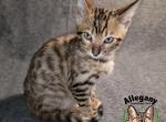 F4 SBT Savannah Male Raichu - Savannah Cat For Sale - Warren&comma; PA&comma; US