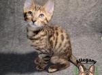 F4 SBT Savannah Male Mew - Savannah Cat For Sale - Warren&comma; PA&comma; US