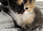 Munchkin Girl Pending - Munchkin Cat For Sale - West Palm Beach&comma; FL&comma; US