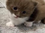 Munchkin Girl PENDING - Munchkin Cat For Sale - West Palm Beach&comma; FL&comma; US