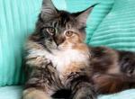 Elise - Maine Coon Cat For Sale/Service - New York&comma; NY&comma; US