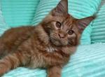 Cruz - Maine Coon Cat For Sale - New York&comma; NY&comma; US