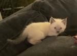 Miss Evie Fall 23 Blue Point - Siamese Cat For Sale - Winder&comma; GA&comma; US