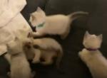 Miss Evie Fall 23 Litter - Siamese Cat For Sale - Winder&comma; GA&comma; US