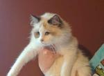 Chocolate bicolor female Ragdoll kitten - Ragdoll Cat For Sale - Minerva&comma; OH&comma; US