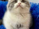 Ralph - Scottish Fold Cat For Sale - Hollywood&comma; FL&comma; US