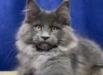 Everest Polydactyl - Maine Coon Cat For Sale - Hollywood&comma; FL&comma; US