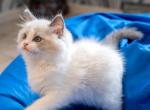 Apelsin - Ragdoll Cat For Sale - Miami&comma; FL&comma; US