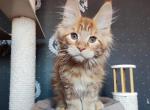 Sherlok - Maine Coon Cat For Sale - Miami&comma; FL&comma; US