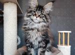 Shifu - Maine Coon Cat For Sale - Miami&comma; FL&comma; US