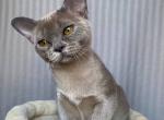 Bastet - Burmese Cat For Sale - Miami&comma; FL&comma; US
