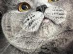 Richard - British Shorthair Cat For Sale - Brooklyn&comma; NY&comma; US