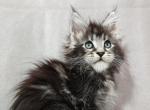 Daniel - Maine Coon Cat For Sale - Hollywood&comma; FL&comma; US