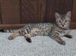 F3 Savannah Golden Male Available Now - Savannah Cat For Sale - New Holland&comma; PA&comma; US