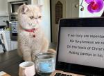 Jack - Exotic Cat For Sale - TN&comma; US