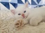 Max - Ragdoll Cat For Sale - Poplar Grove&comma; IL&comma; US