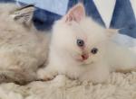 Dewey - Ragdoll Cat For Sale - Poplar Grove&comma; IL&comma; US