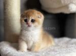 Conon golden shell ny 12 scottish fold baby boy - Scottish Fold Cat For Sale - CA&comma; US