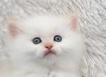 Leo - Ragdoll Cat For Sale - Poplar Grove&comma; IL&comma; US