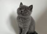 Isabelle - British Shorthair Cat For Sale - Battle Ground&comma; WA&comma; US