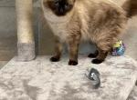 Maizies litter - Ragdoll Cat For Sale - Freeburg&comma; PA&comma; US