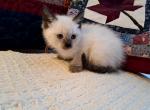 Beautiful Balinese Kittens - Balinese Kitten For Sale - Pelham&comma; NH&comma; US