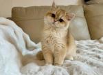 Bella - British Shorthair Cat For Sale - Philadelphia&comma; PA&comma; US