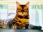 RONIN - Bengal Cat For Sale/Retired Breeding - Brooklyn Park&comma; MN&comma; US