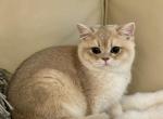 Milo - British Shorthair Cat For Sale - Philadelphia&comma; PA&comma; US