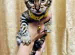 KITA - Bengal Cat For Sale - Brooklyn Park&comma; MN&comma; US