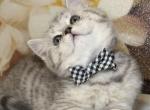 Litter 1 - British Shorthair Cat For Sale - Philadelphia&comma; PA&comma; US