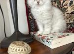 Scottish Bengal - Scottish Straight Cat For Sale - Richmond&comma; TX&comma; US
