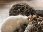 Jewels kittens - Bengal Cat For Sale - Seattle&comma; WA&comma; US