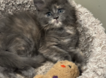 Willow & Chatham - Maine Coon Cat For Sale - Fall River&comma; MA&comma; US