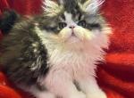 Scarletts babies - Persian Cat For Sale - Warminster&comma; PA&comma; US
