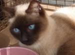 Siamese Reduced - Siamese Cat For Sale - Walterboro&comma; SC&comma; US