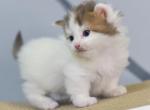 Romeo - Munchkin Cat For Sale - Miami&comma; FL&comma; US