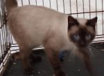 Sealpoint boy - Siamese Cat For Sale - Walterboro&comma; SC&comma; US