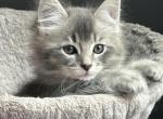 Coco - Siberian Cat For Sale - Hingham&comma; MA&comma; US