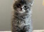 Remy - Siberian Cat For Sale - Hingham&comma; MA&comma; US