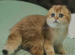 Los Angeles Fedor orange golden shaded baby boy - Scottish Fold Cat For Sale - CA&comma; US