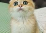 Los Angeles Fixik golden shaded ny11 scottish fold - Scottish Fold Cat For Sale - CA&comma; US