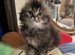 Jessica - Scottish Fold Cat For Sale - Brooklyn&comma; NY&comma; US